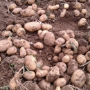 Ove godine bogat urod Ličkog krumpira 