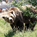 Službeno otvoren novi obor za medvjede u Utočištu Kuterevo