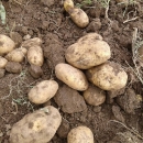 Ove godine bogat urod Ličkog krumpira 