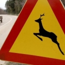 Pet naleta vozila na divljač 