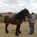 Održano licenciranje rasplodnih grla pastuha 