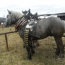 Održano licenciranje rasplodnih grla pastuha 