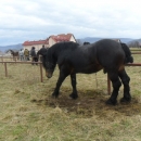 Održano licenciranje rasplodnih grla pastuha 