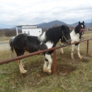 Održano licenciranje rasplodnih grla pastuha 