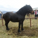 Održano licenciranje rasplodnih grla pastuha 