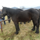 Održano licenciranje rasplodnih grla pastuha 
