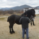 Održano licenciranje rasplodnih grla pastuha 