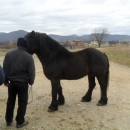 Održano licenciranje rasplodnih grla pastuha 