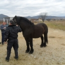 Održano licenciranje rasplodnih grla pastuha 
