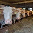 Javni poziv za dodjelu bespovratnih potpora u poljoprivredi i ruralnom razvoju Grada Gospića