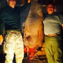 "Milana" ustrijelio vepra teškog 178 kg