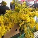 Prve mimoze na otočkoj tržnici 