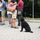 Što ti pametno pašče