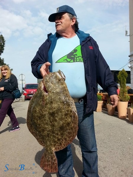 Romb u mreži senjskih ribara Butorac 