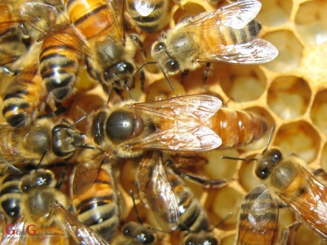 Otvoren natječaj za istraživanje u pčelarstvu