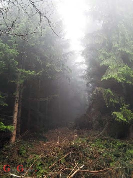 Ukrao malo jelovih trupaca