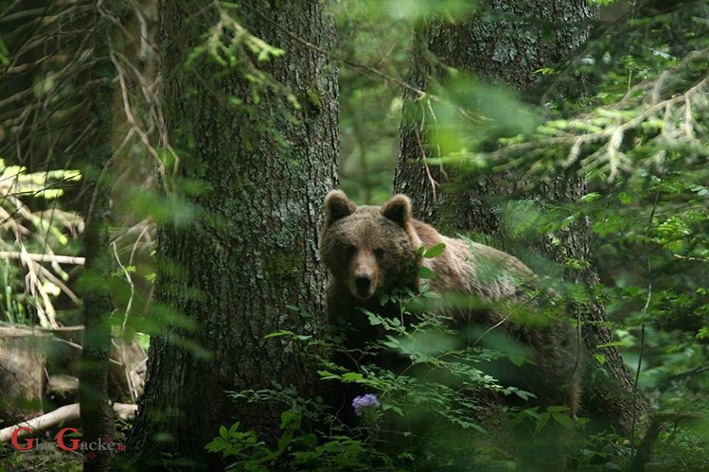 Za ovakve fotografije treba strpljenja i vještine, naravno