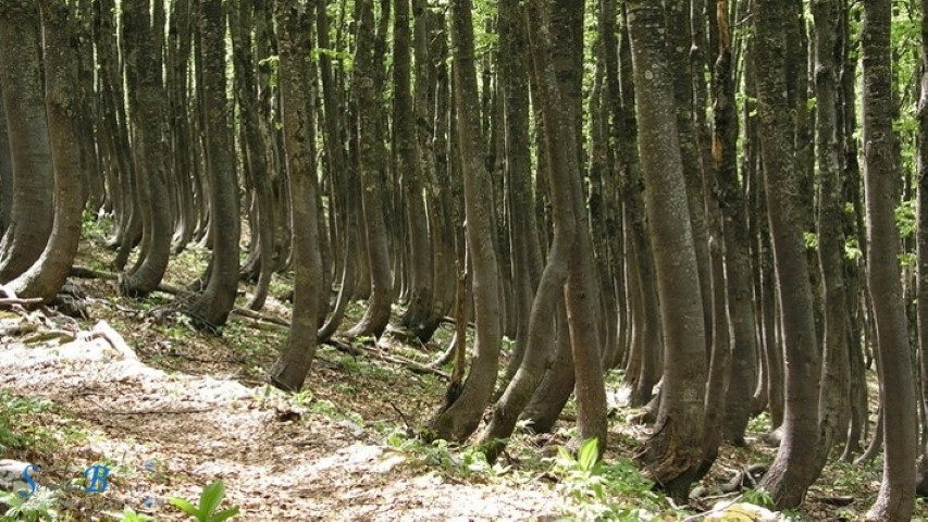 Hrvatske bukove šume - na popis svjetske baštine