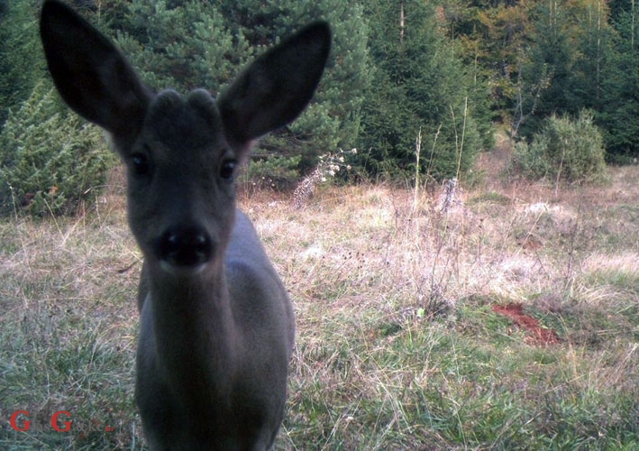 Životinjski selfiji u NP Plitvička jezera?