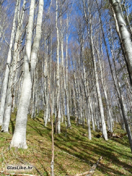 Za krađu najmilija bukva