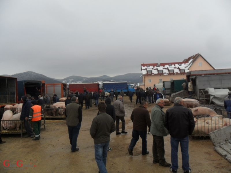 Prasci po 12 kn/kg danas na placi 