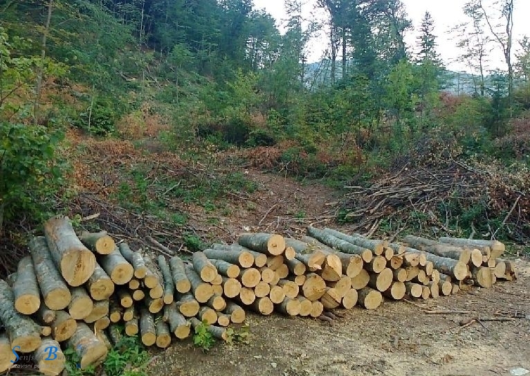 Krađa 48 stabala bukve u šumskom predjelu Krivog Puta 