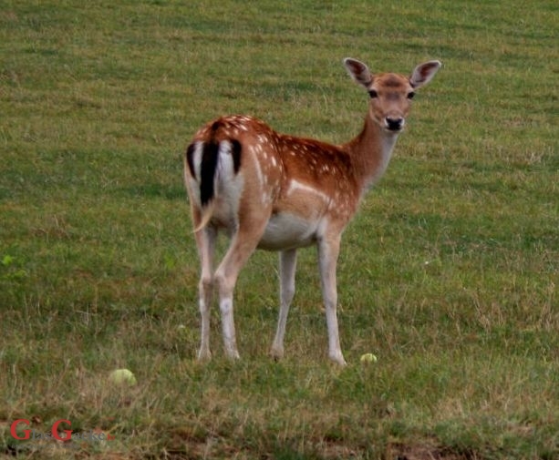 Nezakonito odstrijelio košutu