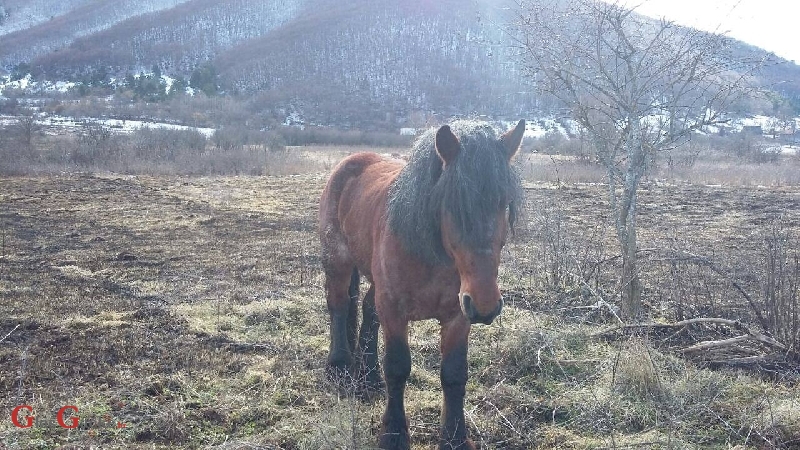 I konje ubijaju, zar ne?