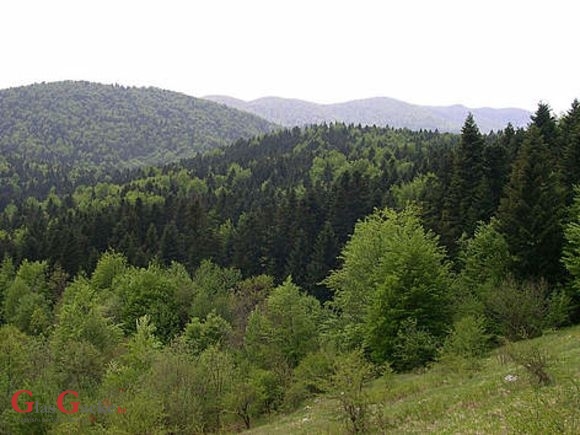 Prezentacija mjera iz Programa ruralnog razvoja RH koje se tiču šumarstva u Brinju 