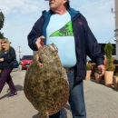 Romb u mreži senjskih ribara Butorac 