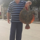 Romb u mreži senjskih ribara Butorac 