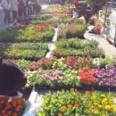 Otvoren "Festival od rožicov" u Senju 