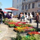 Otvoren "Festival od rožicov" u Senju 