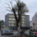 Jučer "eutanaziran" stari "kostanj" u središtu grada