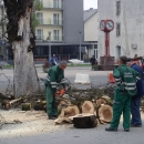 Jučer "eutanaziran" stari "kostanj" u središtu grada