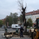 Jučer "eutanaziran" stari "kostanj" u središtu grada