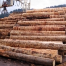 Radionica za drvne prerađivače - prodaja trupaca za 2016. g. 