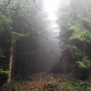 Ukrao malo jelovih trupaca