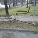 Vandalizam? ... Ma ne, bestijalnost!