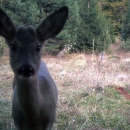 Životinjski selfiji u NP Plitvička jezera?