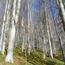 Za krađu najmilija bukva