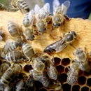 Rok za potporu pčelarima istječe 19. svibnja