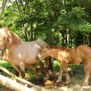 Druga Smotra hrvatskih hladnokrvnjaka u Krivom Putu