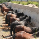 Druga Smotra hrvatskih hladnokrvnjaka u Krivom Putu