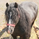 Druga Smotra hrvatskih hladnokrvnjaka u Krivom Putu