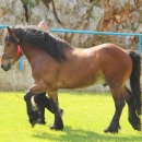 Druga Smotra hrvatskih hladnokrvnjaka u Krivom Putu