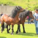 Druga Smotra hrvatskih hladnokrvnjaka u Krivom Putu