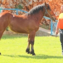 Druga Smotra hrvatskih hladnokrvnjaka u Krivom Putu