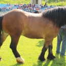 Druga Smotra hrvatskih hladnokrvnjaka u Krivom Putu