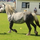 Druga Smotra hrvatskih hladnokrvnjaka u Krivom Putu